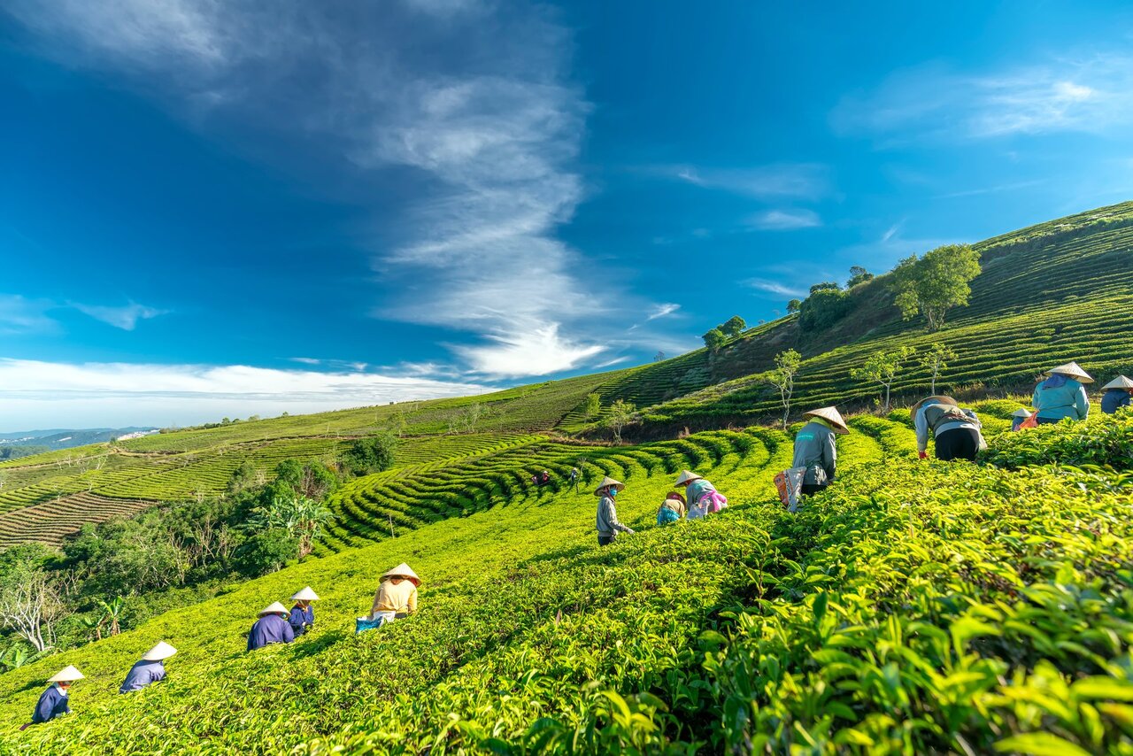 Gia Nghia tea hill has long been known as the natural "virtual living studio" of Dak Nong thanks to its poetic natural scenery.