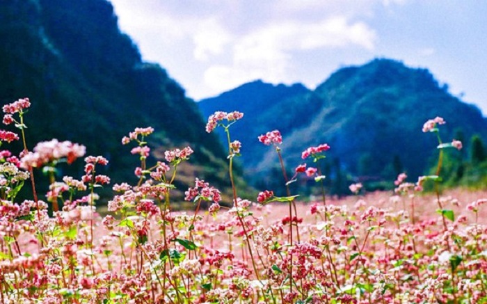 Lang Son buckwheat flower garden is very hot recently, located in Lan Gat village, Tran Yen commune, Bac Son district.