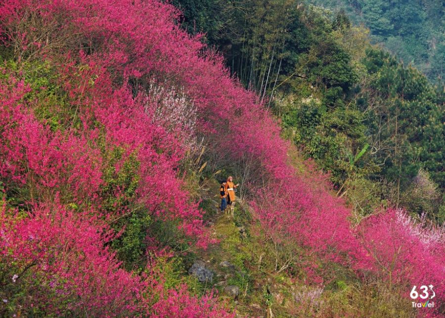 Vi vu Lạng Sơn