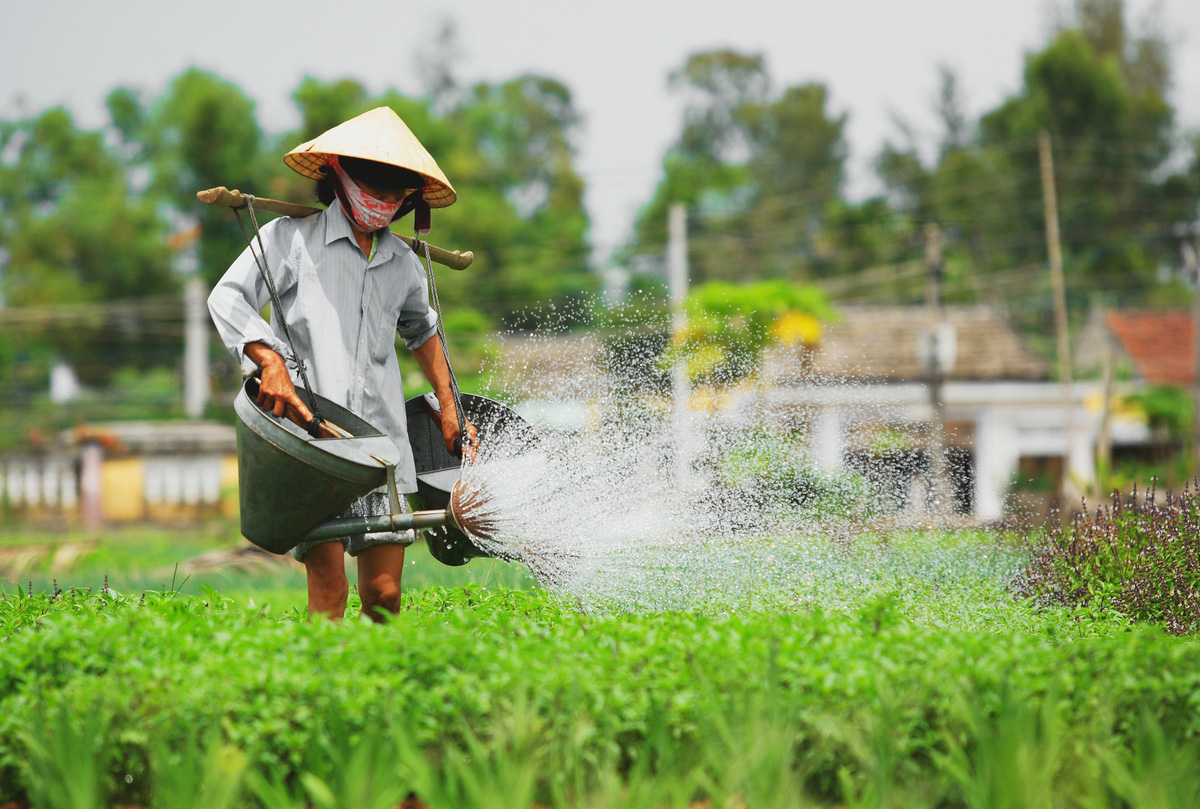 Làng rau Trà Quế: Làng quê xinh đẹp mộc mạc tại Hội An