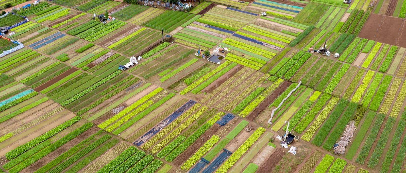 Tra Que vegetable village