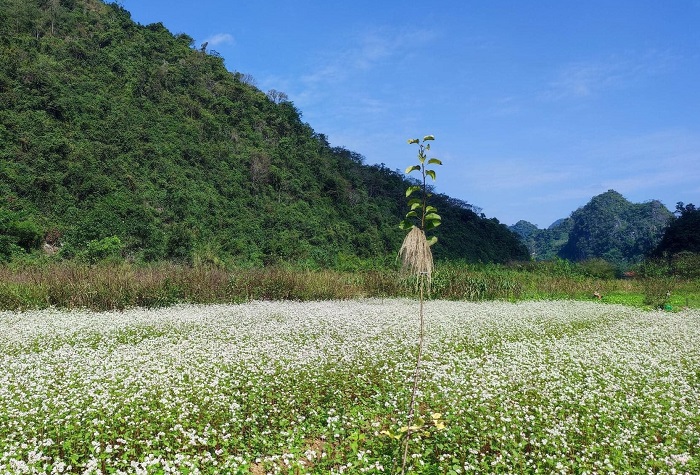 The journey to explore Lang Son buckwheat flower garden in the last months of the year will definitely be an extremely interesting experience!