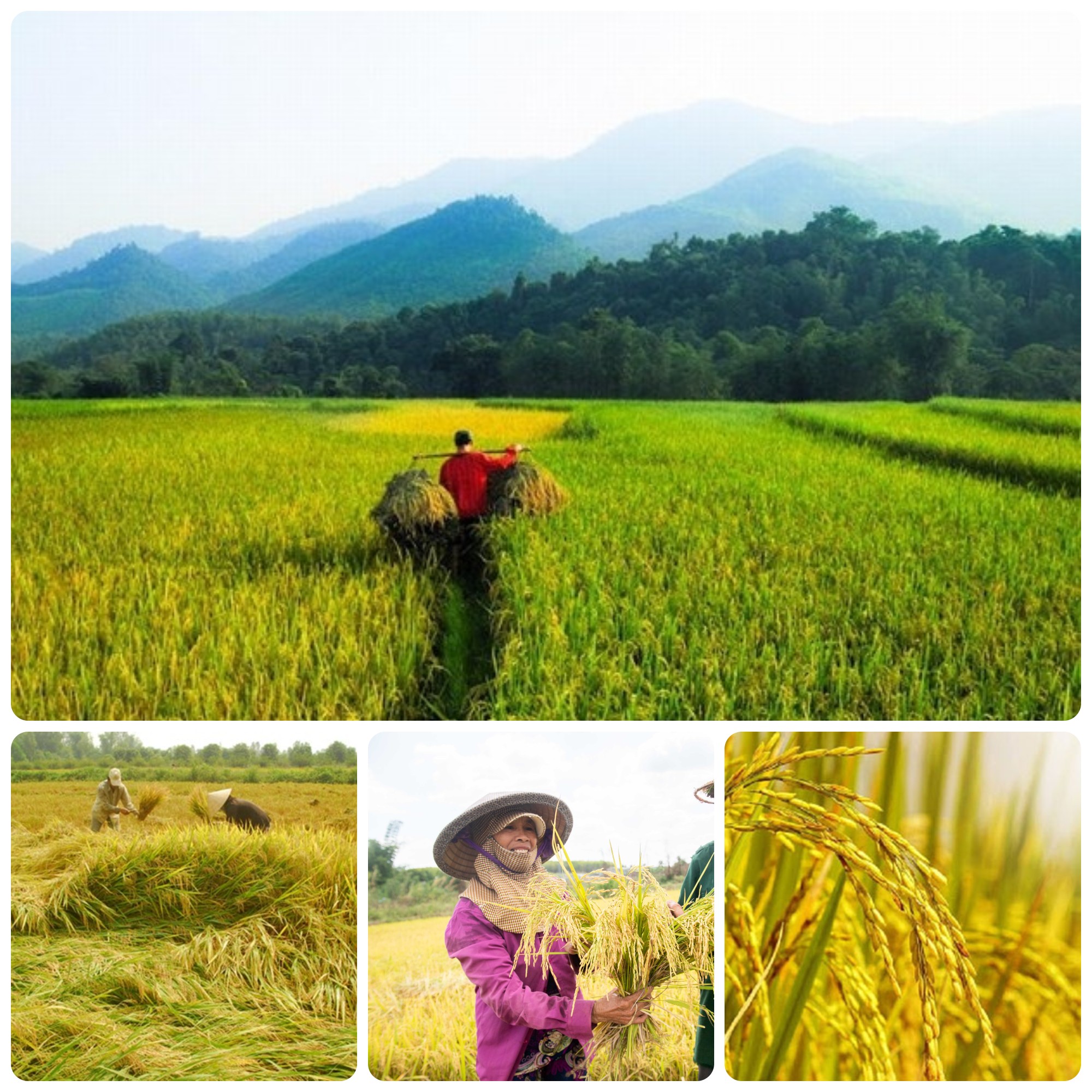 MÙA LÚA CHÍN VÀNG TRÊN CÁNH ĐỒNG QUÊ HƯƠNG