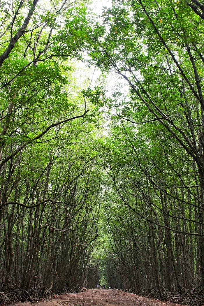 通往Sac森林的路风景如画