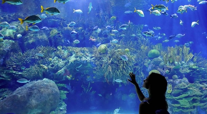 芽庄珍珠岛水族馆