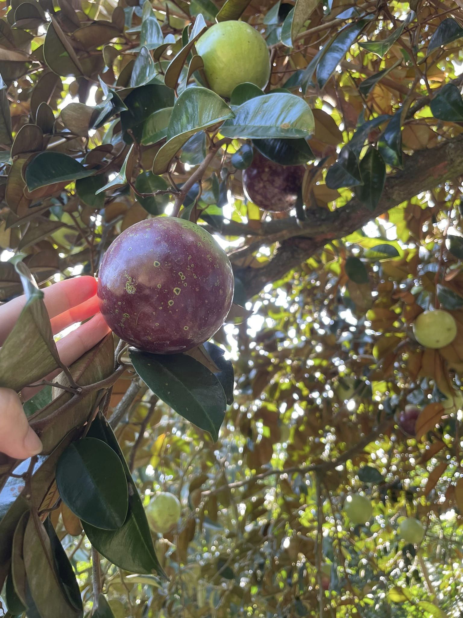 You can visit the 9 Hong fruit garden at any time of the year, each month and each season the fruit garden brings a new color of different fruits.