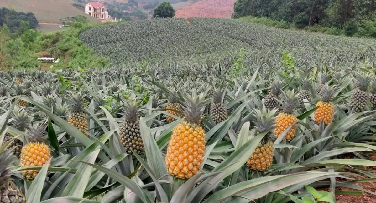 Bao Son pineapple hill