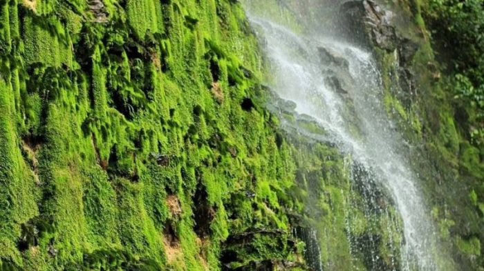 Moss stream (moss)