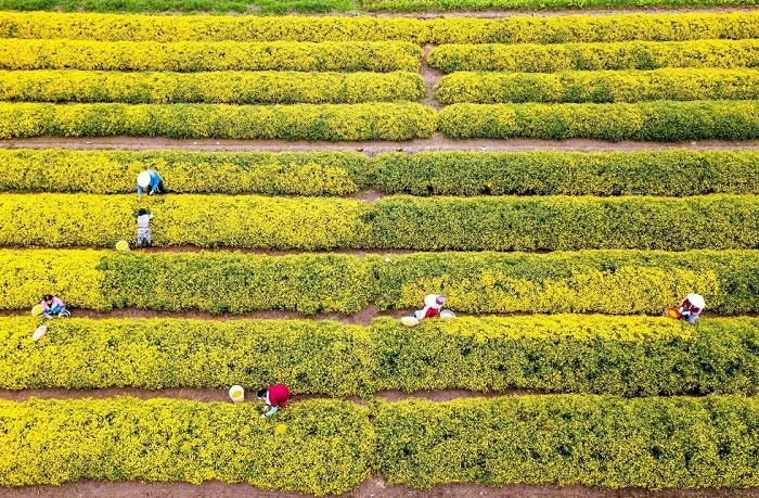 Vườn hoa Cúc Chi Hưng Yên