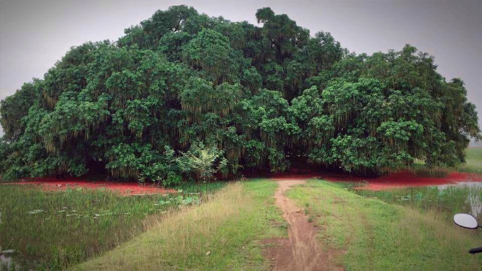 Quần thể lộc vừng Chương Xá .