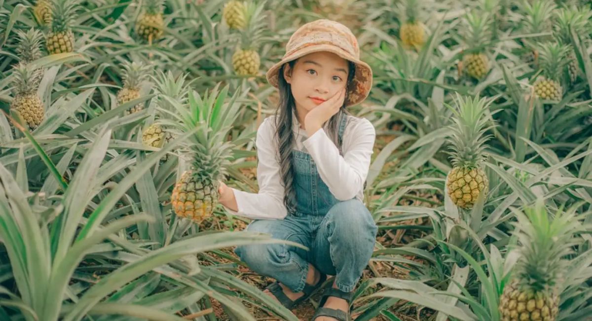 鲍儿子菠萝山