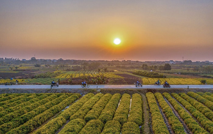 Cả vùng quê thanh bình được nhuốm một màu vàng ươm