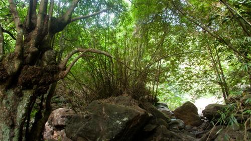 苔藓流（苔藓）