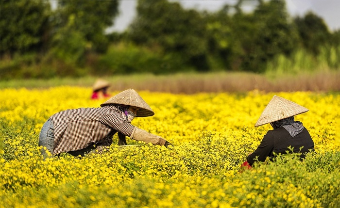 Vườn hoa Cúc Chi Hưng Yên