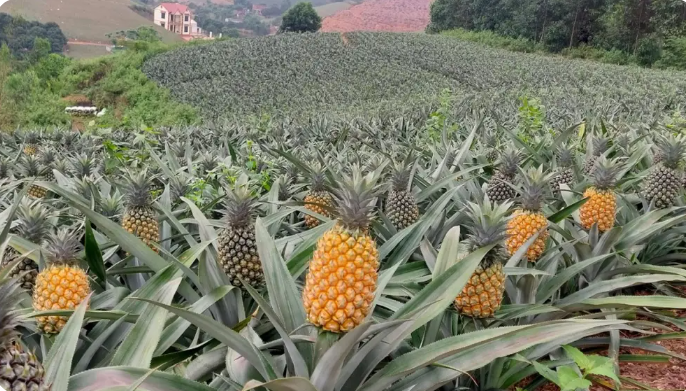 Bao Son pineapple hill