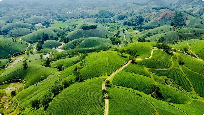 Bao Son pineapple hill