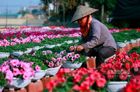 Ninh Phúc: Làng Hoa Truyền Thống Với Sắc Xuân Bất Tận