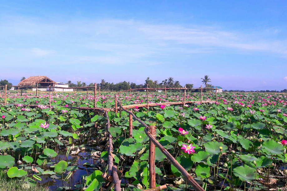 Cánh đồng sen Phú Thiện