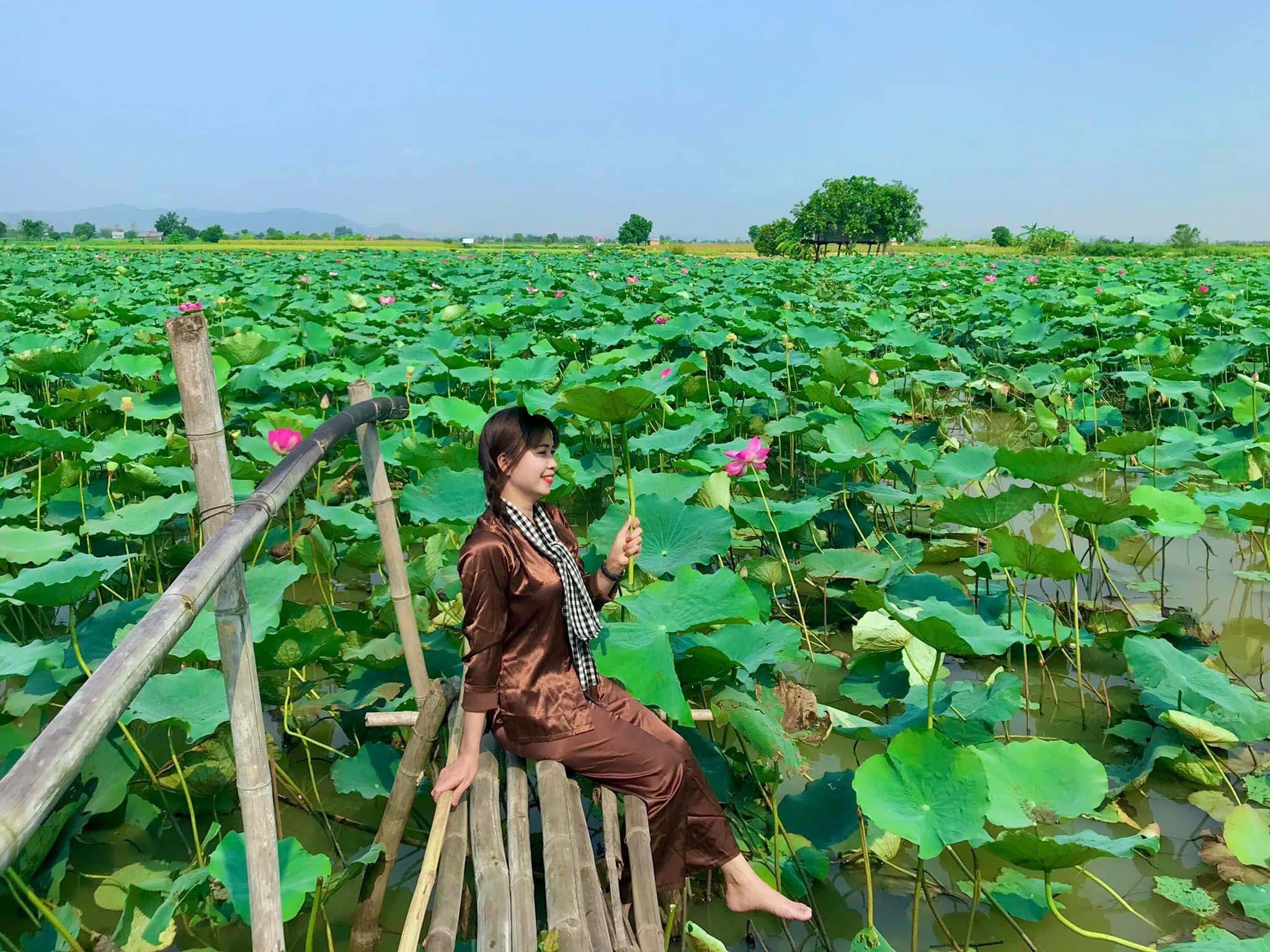 Cánh đồng sen Phú Thiện