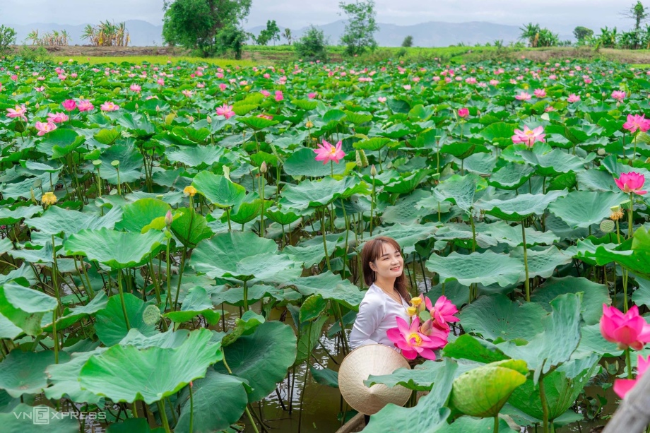 Cánh đồng sen Phú Thiện mùa hoa sen nở rộ