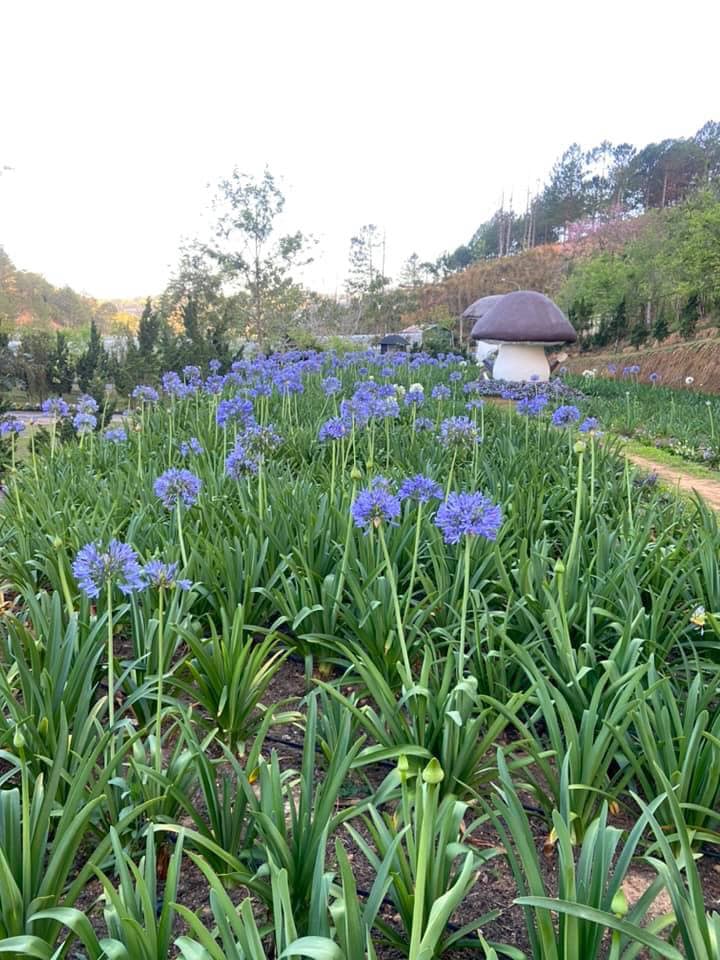 Làng nấm Đà Lạt