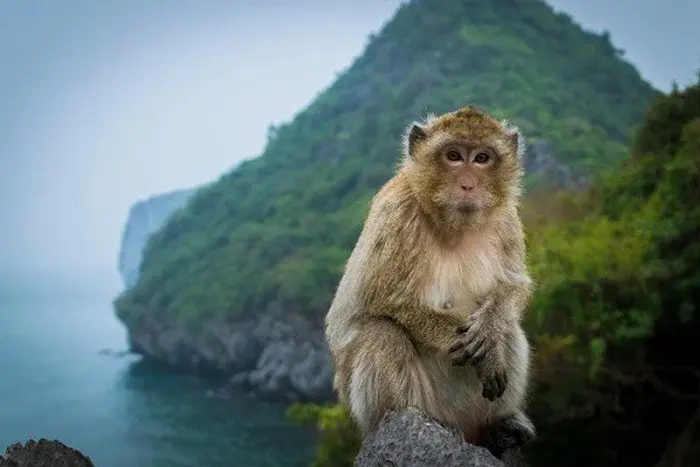 고양이 Ba Monkey Island