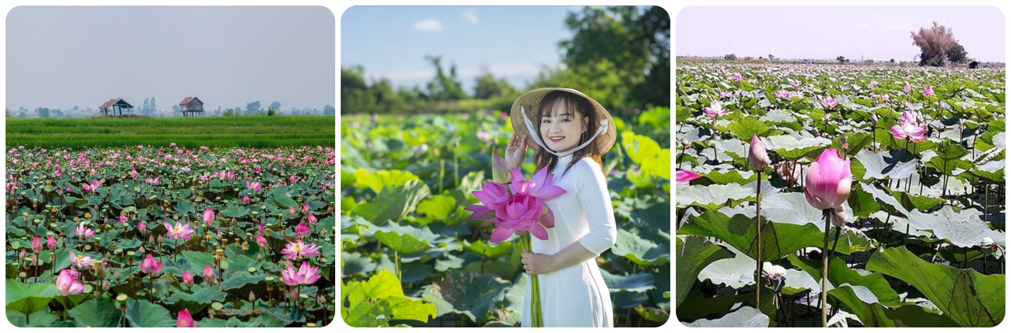 Lotus fields of Phu Thien