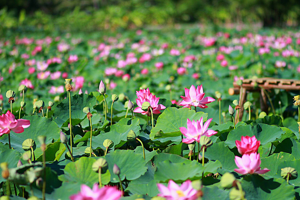 Lotus fields of Phu Thien