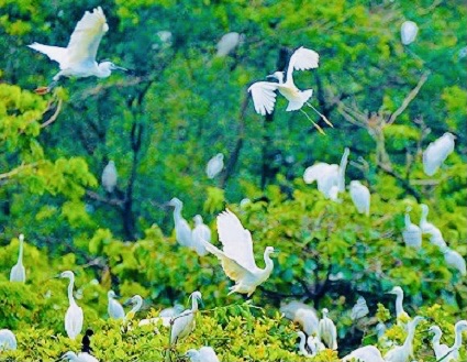 Vườn cò Hải Lựu
