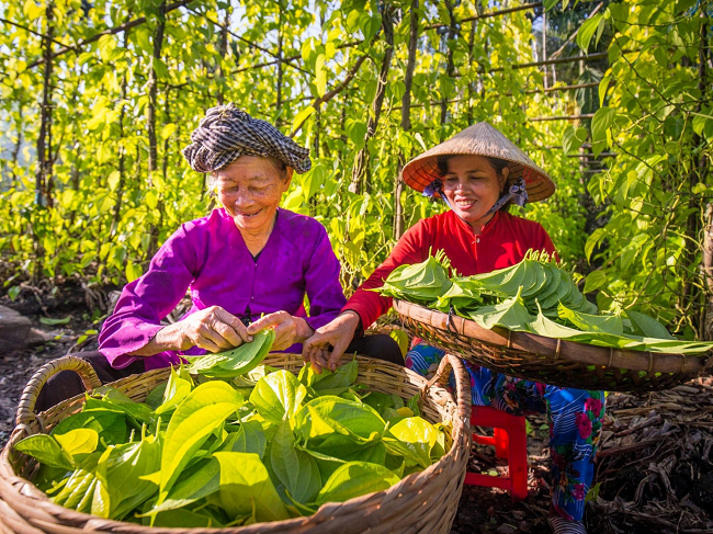 Làng trầu Vị Thủy