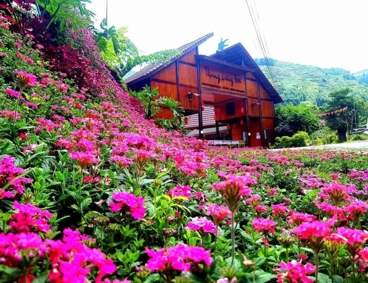 Thung lũng hoa Bắc Hà
