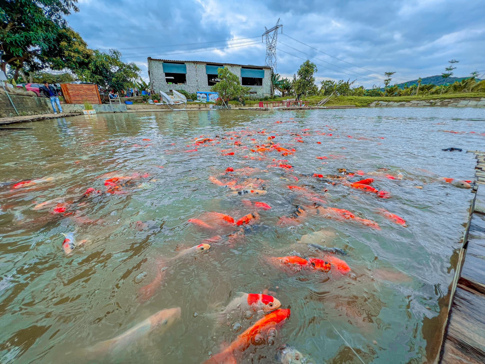 On an area of ​​nearly 5 hectares, besides seasonal flowers, fruit trees, the farm owner also invests in building a Koi aquarium more than 500m2.