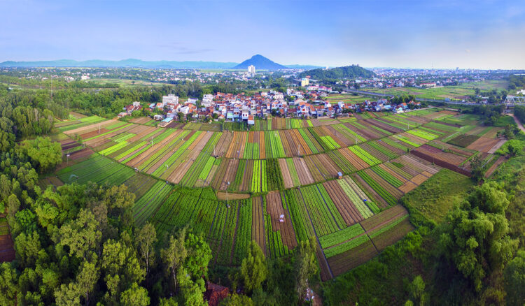 Ngoc Lang Vegetable Village is a strange peaceful green place of Phu Yen