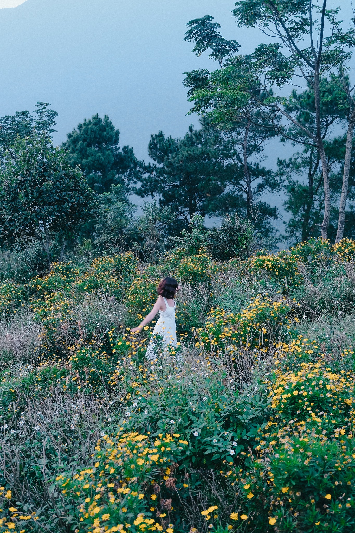 Lala Land Tam Đảo