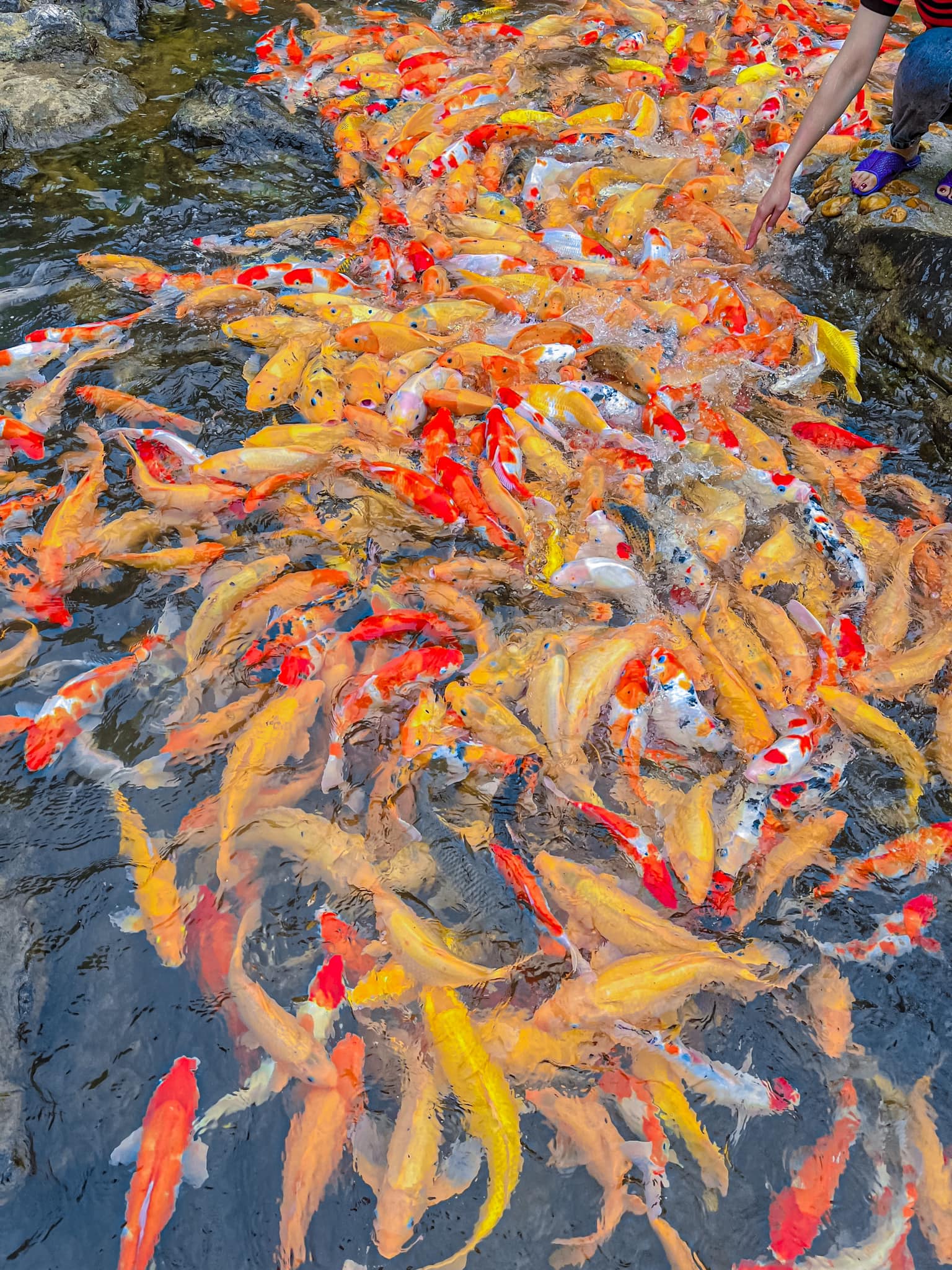 “ Goldfish Stream” Khe Ta位于泰国何镇中心，位于Nghia Dan区Nghia Trung Comunce的Dong Nao Hamlet中心约3公里处。