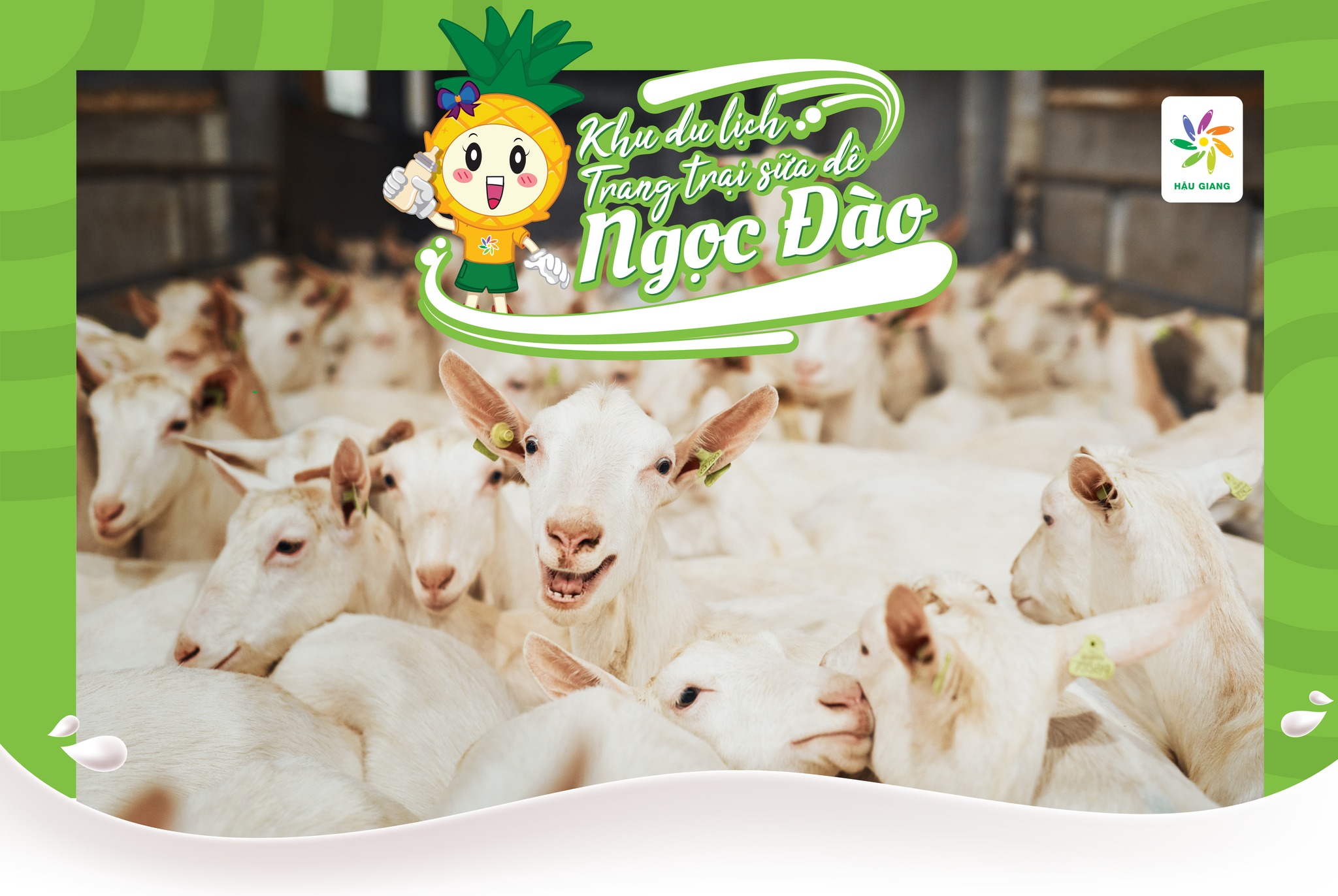 Ngoc Dao goat dairy farm