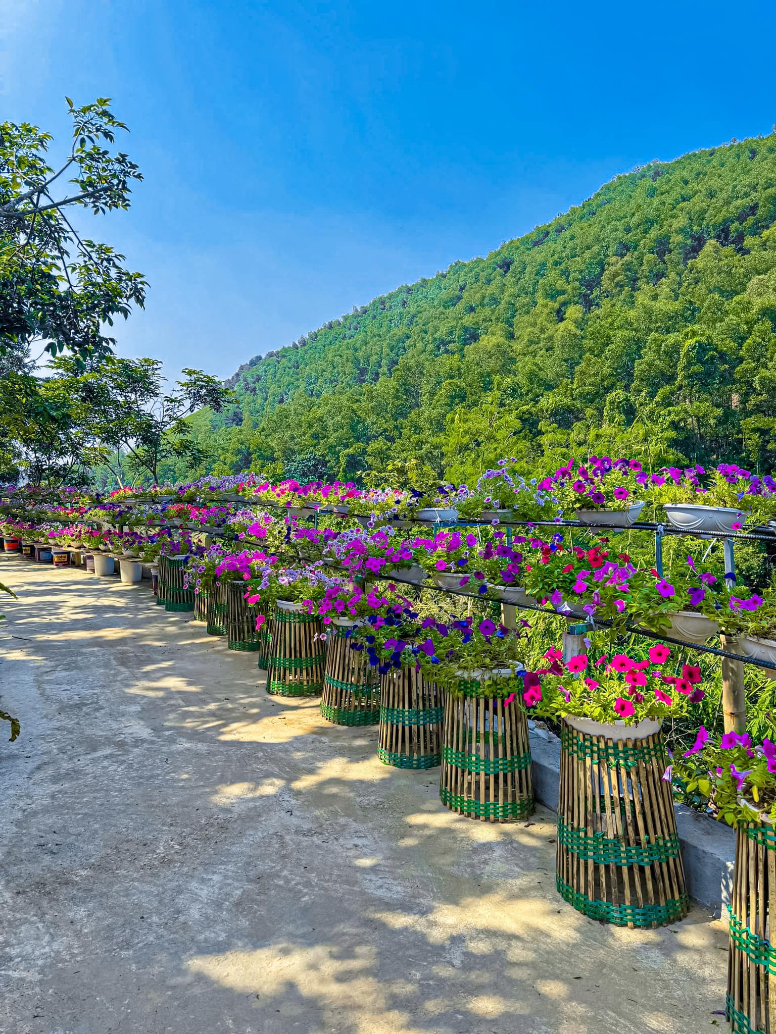 带有黄色鱼类的河流与虚拟生活信徒一起旅行将是必不可少的经历。