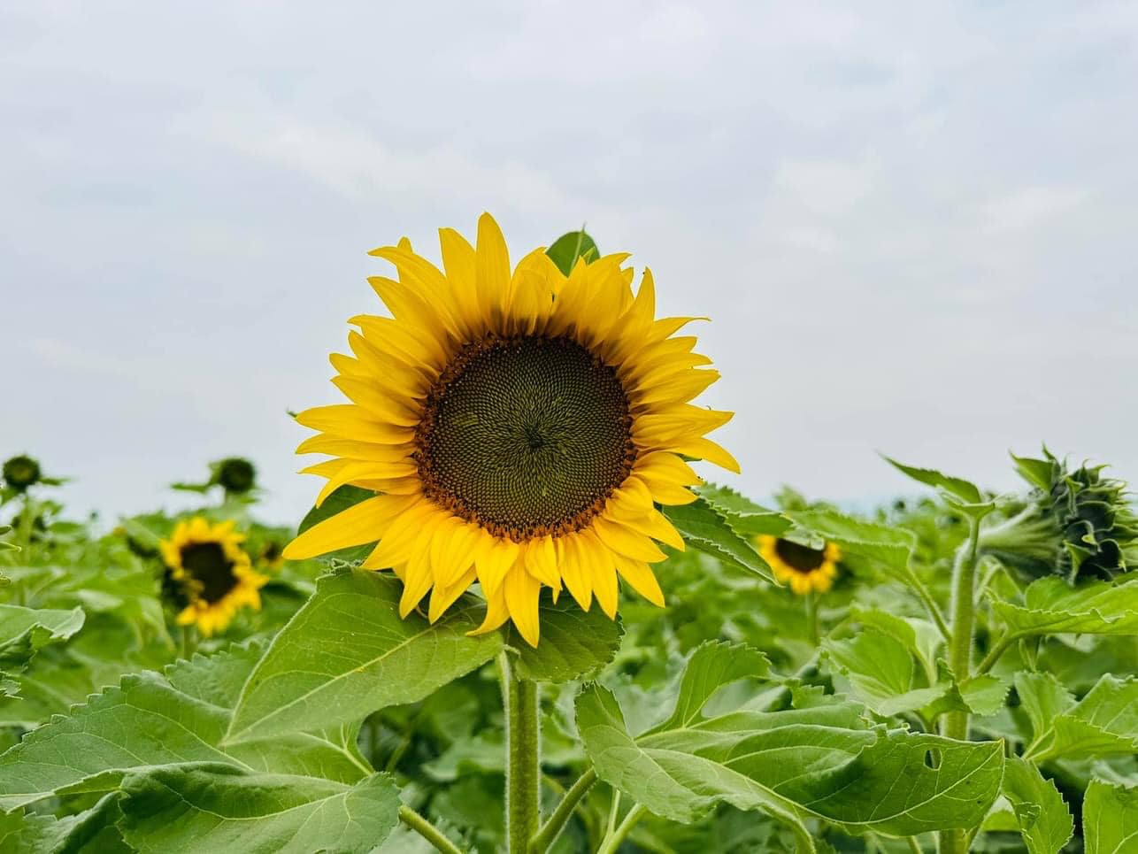 Flower fields of Duong Nghia Dan