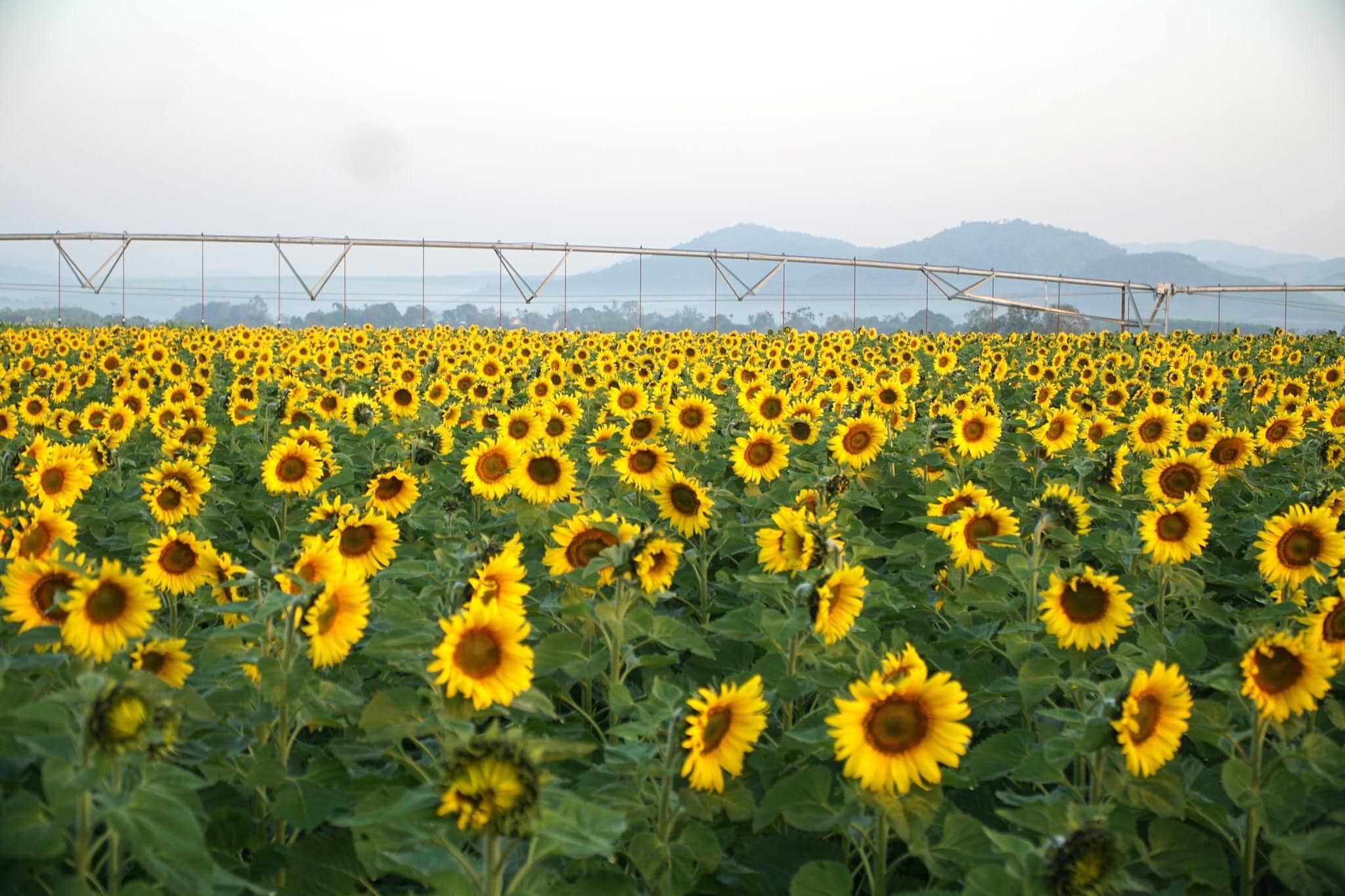 Flower fields of Duong Nghia Dan