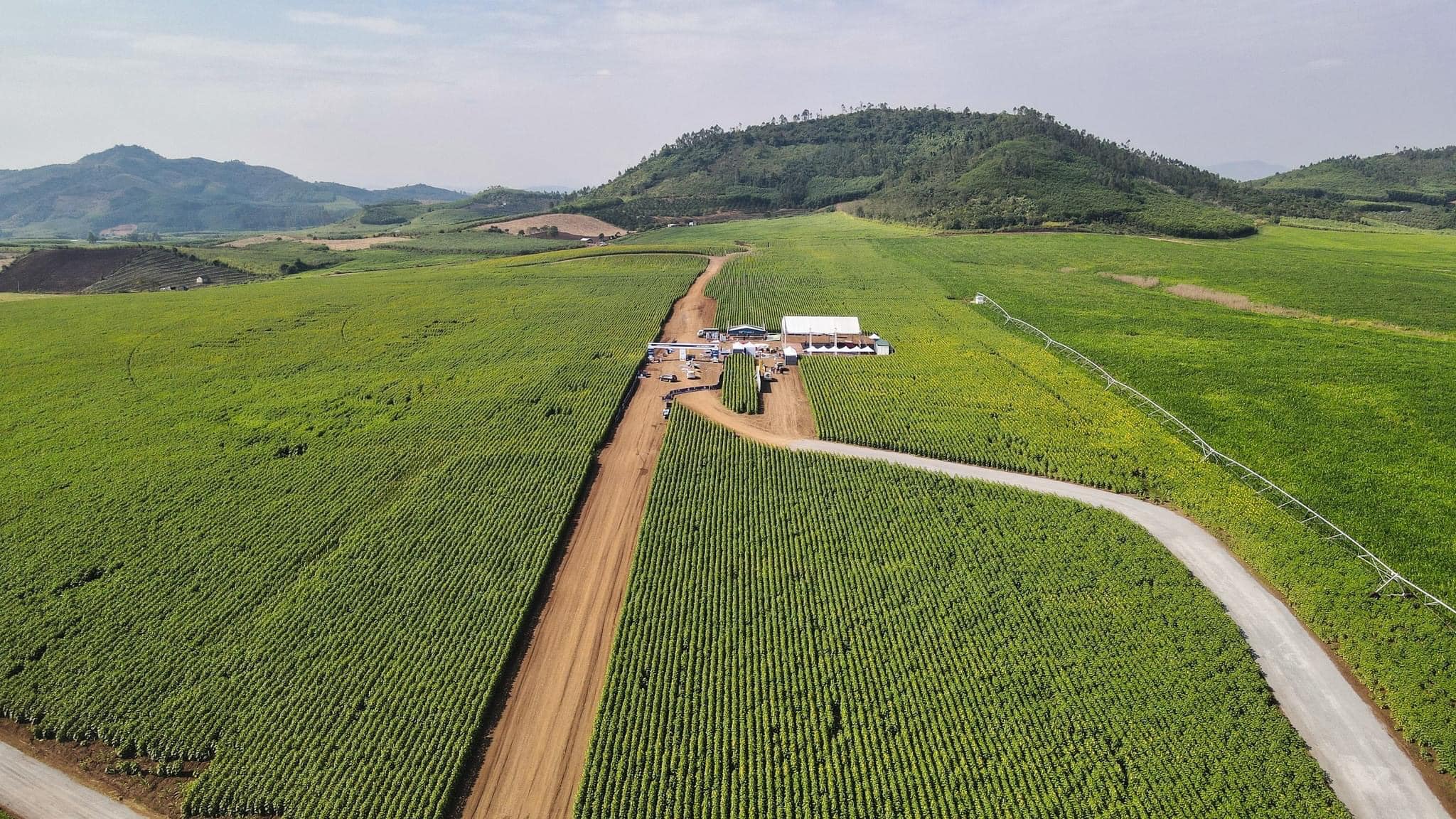 Flower fields of Duong Nghia Dan