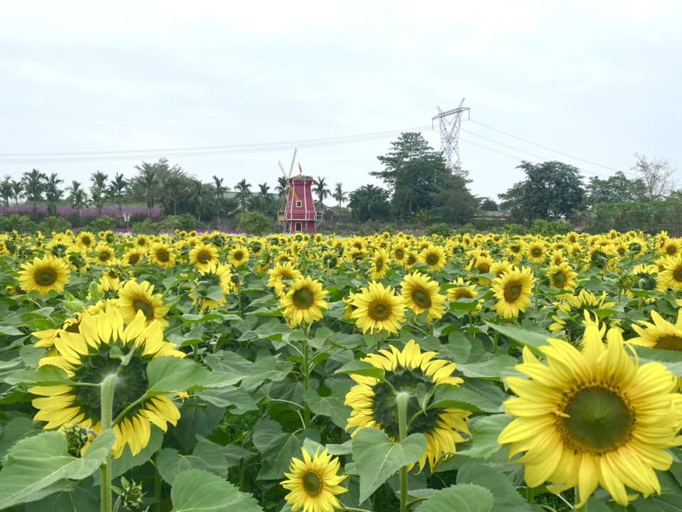 Nông trại Ánh Dương