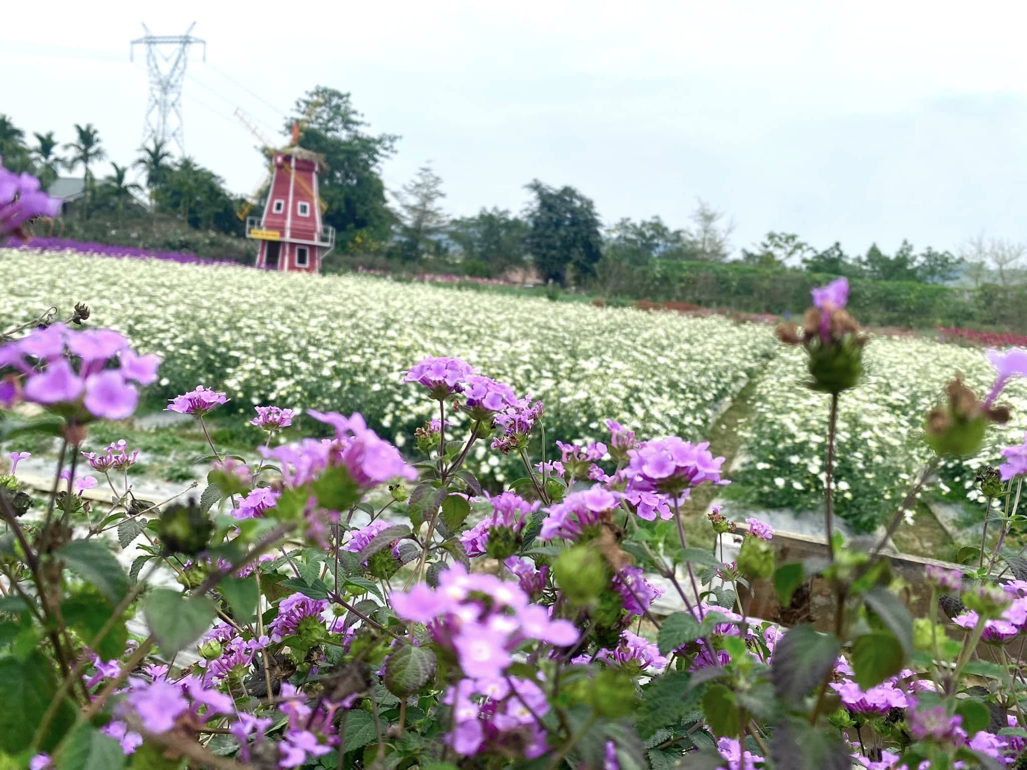 Coming to Anh Duong Farm, visitors can not only release their souls before the beauty of plants and flowers