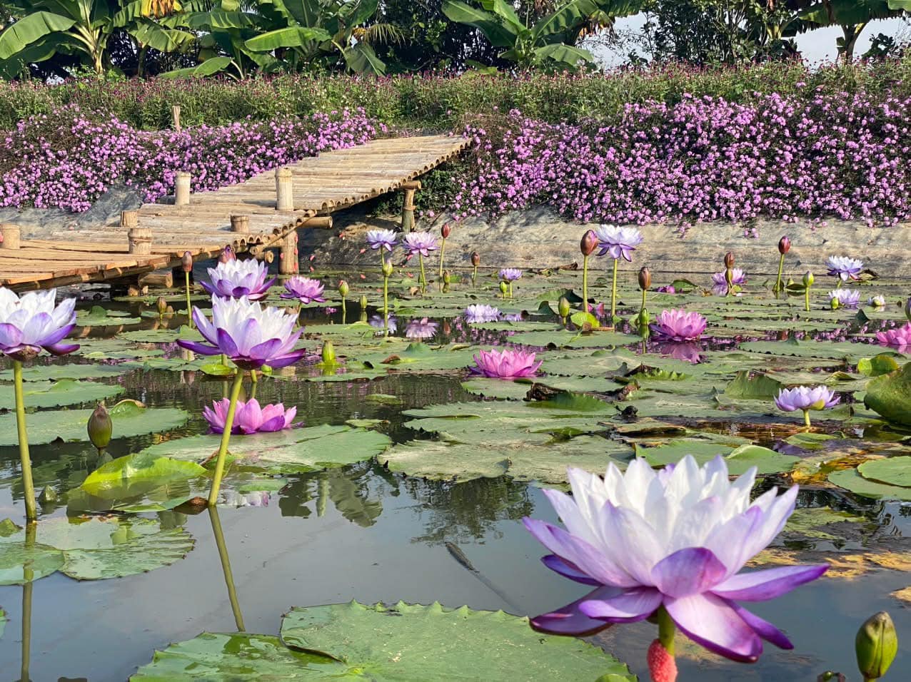 Nông trại Ánh Dương