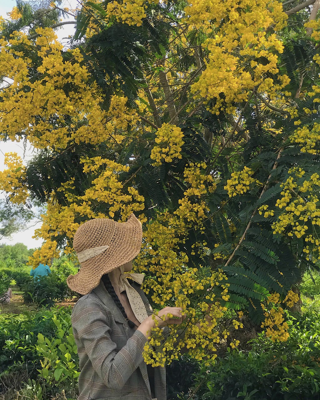 Bau可以茶山