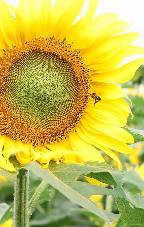 Flower fields of Duong Nghia Dan