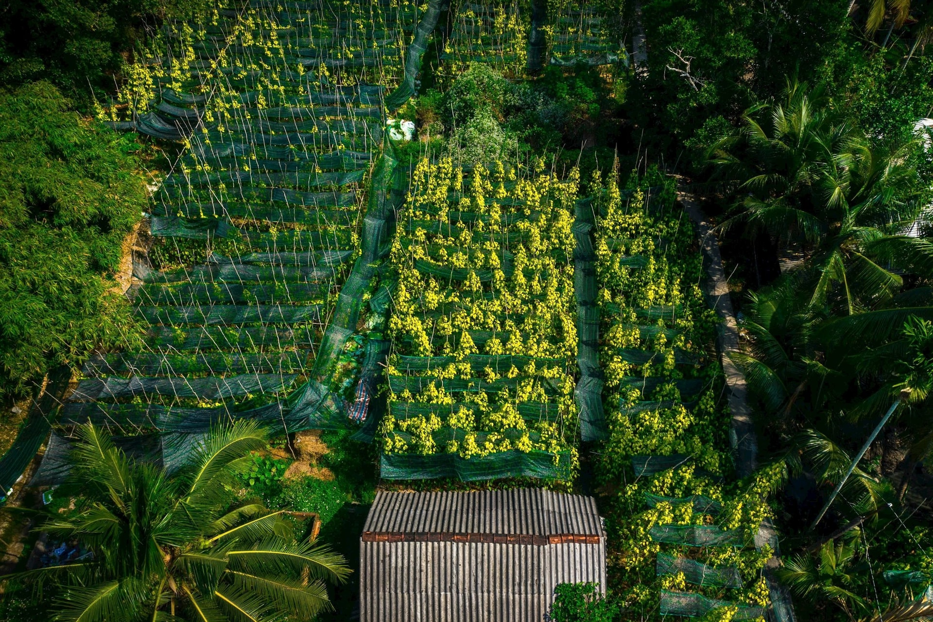 Làng trầu Vị Thủy