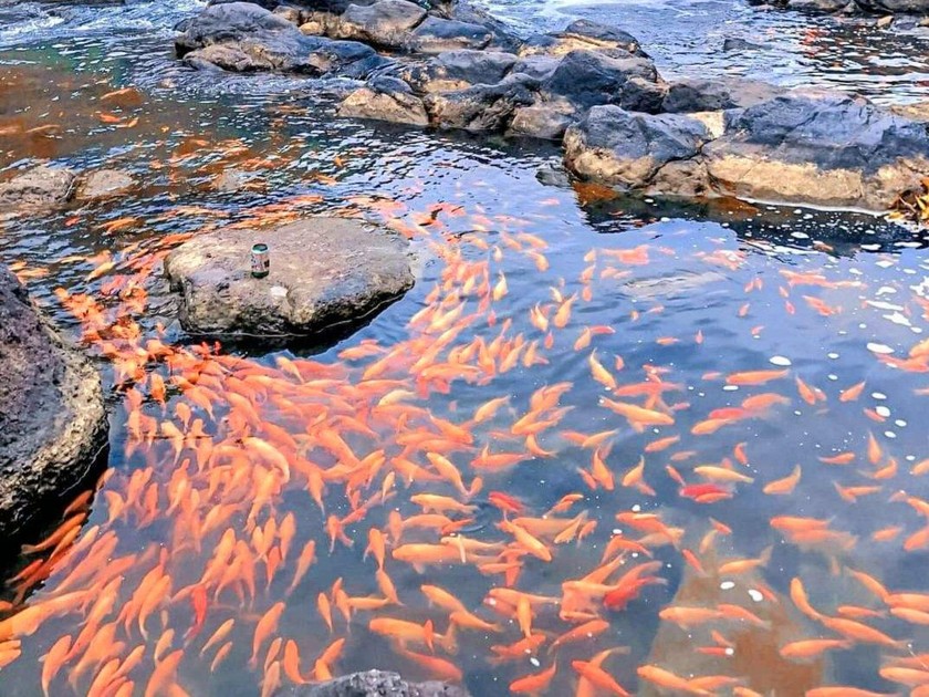 溪流的心脏不会泥土，创造出简单而质朴的美。在这里流水清晰，凉爽，营造出一种舒适感