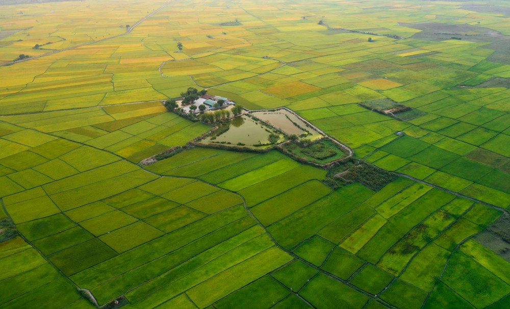 Cánh đồng Ngô Sơn