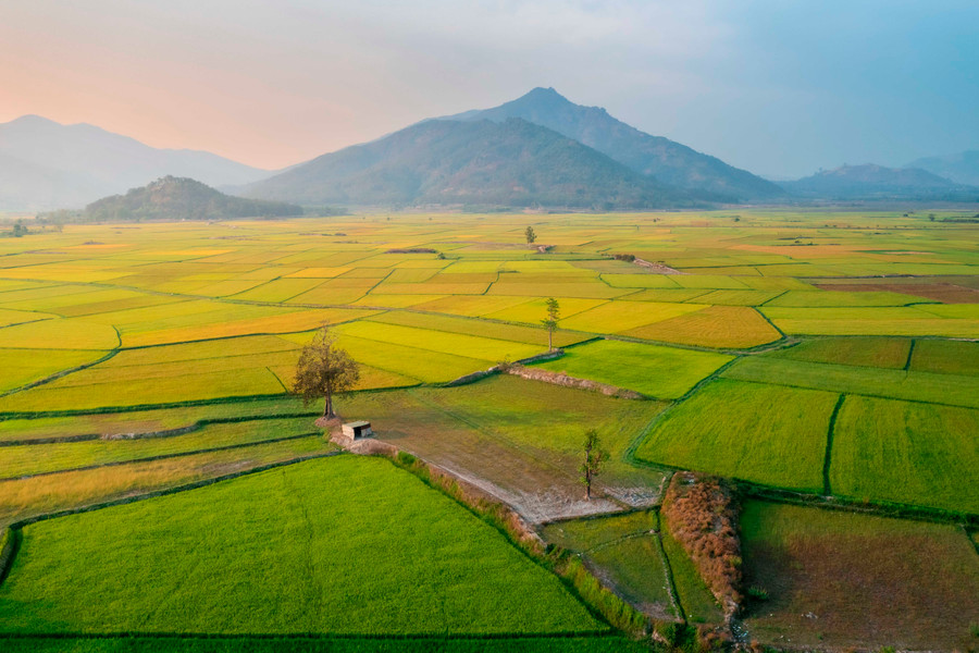 Cánh đồng Ngô Sơn