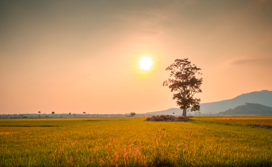 Cánh đồng Ngô Sơn